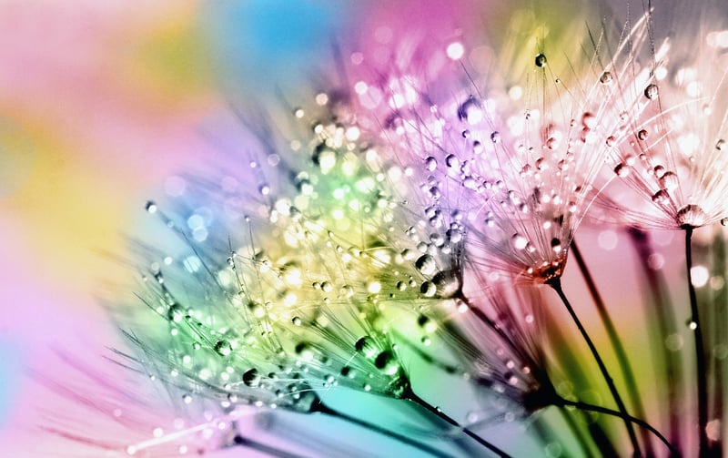 Whimsical flora