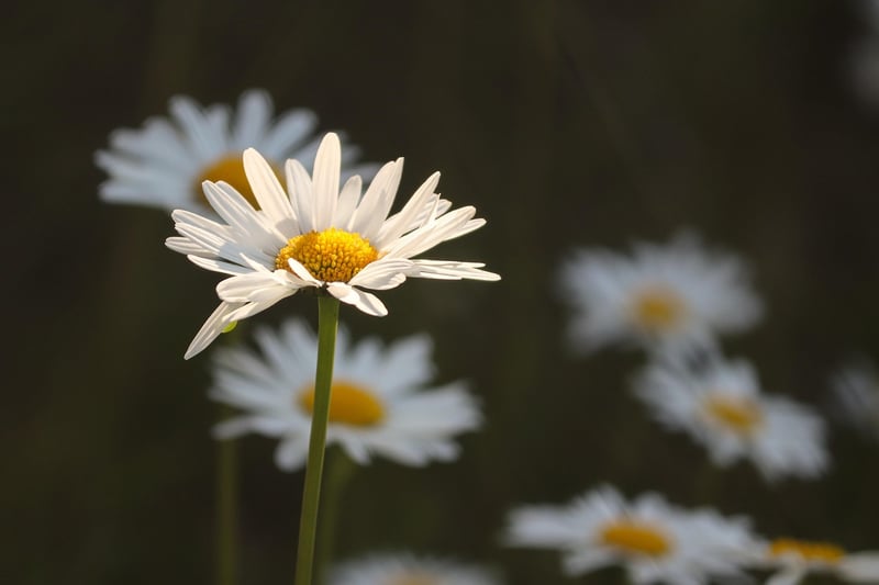 Whimsical meadows
